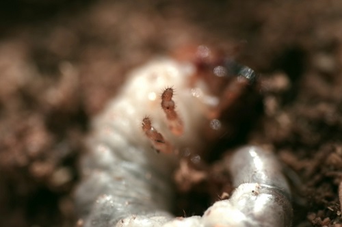 ニジイロクワガタ 菌糸 飼育 幼虫