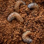 クワガタの幼虫のオス・メスの見分け方と飼育方法