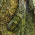 ミヤマクワガタの幼虫を採集する方法