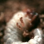 ニジイロクワガタの幼虫の菌糸飼育ってどうするの？