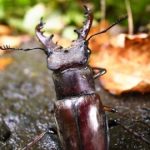 ミヤマクワガタの蛹にとって適切な温度とは？